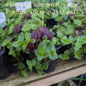 Crassula Pellucida subsp. Marginalis F. Rubra