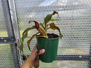 Carnivorous Plants: Nepenthes maxima - Intermediate Tropical Pitcher Plant