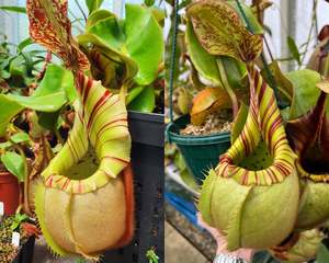 Nepenthes veitchii 'K' x ('CandyStripe' x 'Candy')&hellip;