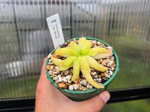 Pinguicula moranensis var. roseii - Mexican Butterwort