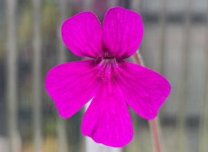 Pinguicula: Pinguicula 'Cherry Pink' x laueana - Mexican Butterwort