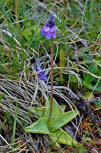 Pinguicula: Pinguicula vulgaris (Niedere Tauern, Austria) - Cold Temperate The-Common Butterwort