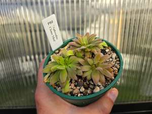 Pinguicula: Pinguicula 'Aphrodite Clone Mini' - Mexican Butterwort