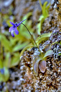Pinguicula: Pinguicula longifolia ssp. caussensis (Massif Centra, France) - Cold Temperate Long-Leafed Butterwort