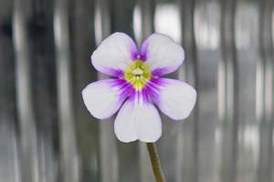 Pinguicula: Pinguicula 'Riva' - Mexican Butterwort