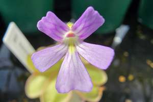 Pinguicula: Pinguicula emarginata - Mexican Butterwort