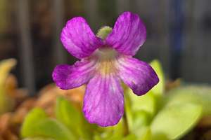 Pinguicula: Pinguicula 'Sethos' - Mexican Butterwort