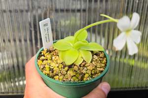 Pinguicula moranensis var. alba cv. 'Thomas Carow Clone' - Mexican Butterwort