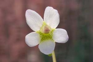 Pinguicula: Pinguicula accuminata - Mexican Butterwort