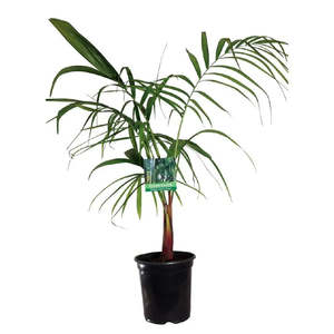 Heypalms: Dypsis baronii | Sugar Cane Palm 4.7ltr