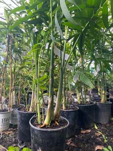 Chamaedorea costaricana | Cluster Palm 6ltr