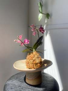 Gift Home Decor: Kokedama: Orchid Coco