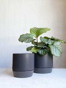 Gift Home Decor: Broste Denise Pot & Saucer