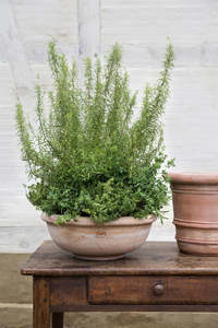 'Erbe' Herb Bowl