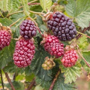 Az Edibles: Boysenberry 'Starlight'