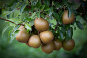 Pear 'Winter Nelis' 45ltr: 2.2m-2.4m Tall