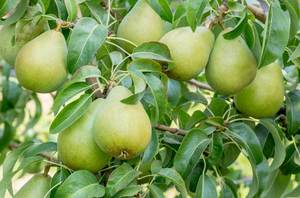 Pear 'Winter Cole' 45ltr: 3m-3.2m Tall
