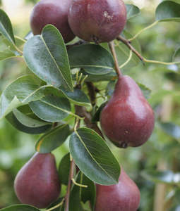 Az Edibles: Pear 'Red Bartlett' 45ltr: 2.5m-3m Tall
