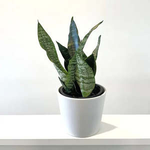 Amazonia: Snake Plant 'Hahnii'