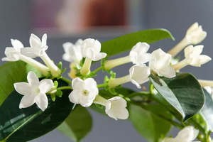 Gardengineer: Madagascar Jasmine | Stephanotis floribunda 3.3ltr
