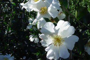 Wonky Plants: Camellia 'Setsugekka' 20ltr