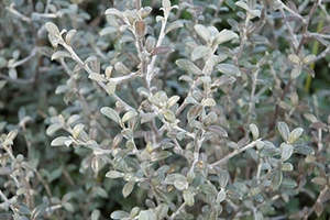 Wonky Plants: Corokia x virgata 'Geenty's Ghost' 1.9ltr
