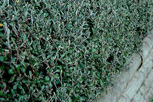 Corokia x virgata 'Frosted Chocolate' 1.9ltr