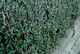 Corokia x virgata 'Frosted Chocolate' 1.9ltr