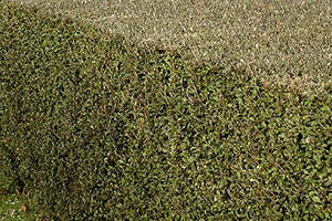 Corokia x virgata 'Bronze King' 1.9ltr