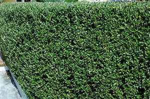 Corokia 'Geenty's Green' 1.9ltr