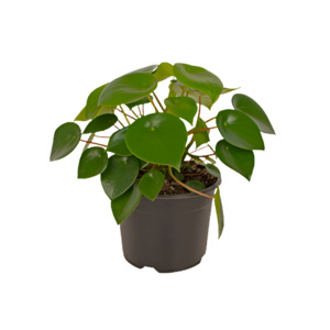 Wonky Plants: Peperomia polybotrya 'Raindrop'