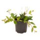 Peperomia angulata 'Rocca Verde'