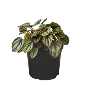 Wonky Plants: Peperomia albovittata 'Piccolo Banda'