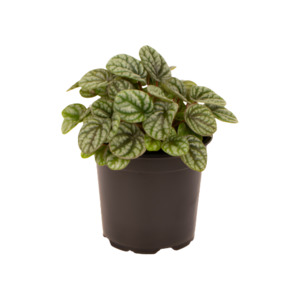 Wonky Plants: Peperomia caperata x 'Burbella'