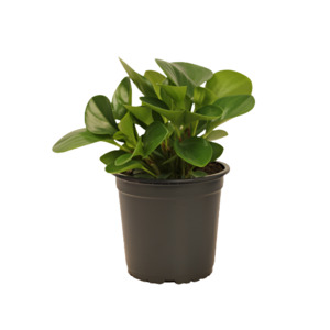 Wonky Plants: Peperomia obtusifolia 'Jade'