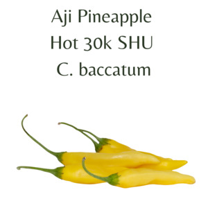 Seeds: Aji Pineapple Chilli Seeds (10 seeds)