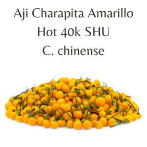 Aji Charapita Amarillo Chilli Seeds (10 seeds)