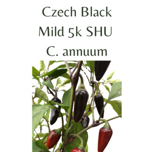 Seeds: Czech Black Chilli Seeds (10 seeds)