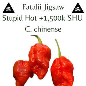 Seeds: Fatalii Jigsaw Chilli Seeds (10 seeds)