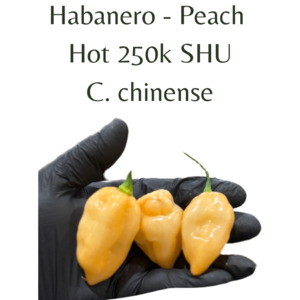 Seeds: Habanero Peach Chilli Seeds (10 seeds)