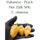Habanero Peach Chilli Seeds (10 seeds)