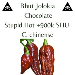 Seeds: Bhut Jolokia (Ghost) Chocolate Chilli Seeds (10 seeds)