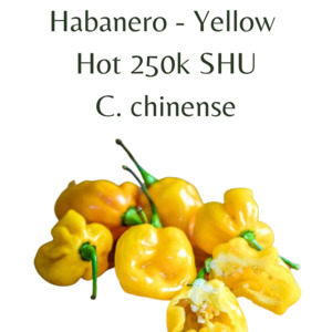 Habanero - Yellow Chilli Seeds (10 seeds)