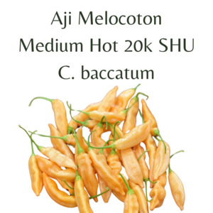 Seeds: Aji Melocoton Chilli Seeds (10 seeds)