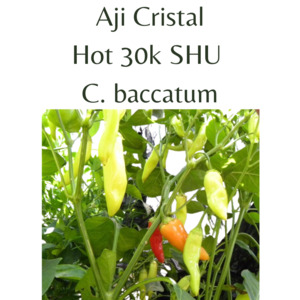 Seeds: Aji Cristal Chilli Seeds (10 seeds)