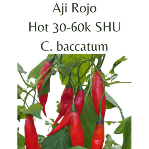Seeds: Aji Rojo Chilli Seeds (10 seeds)