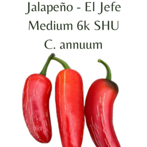 Jalapeño - El Jefe Chilli Seeds (10 seeds)