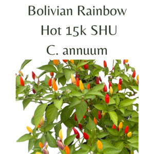 Bolivian Rainbow Chilli Seeds (10 seeds)
