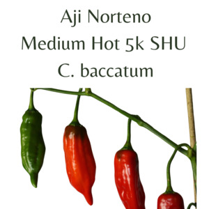 Aji Norteno Chilli Seeds (10 seeds)