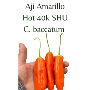 Seeds: Aji Amarillo Chilli Seeds (10 seeds)